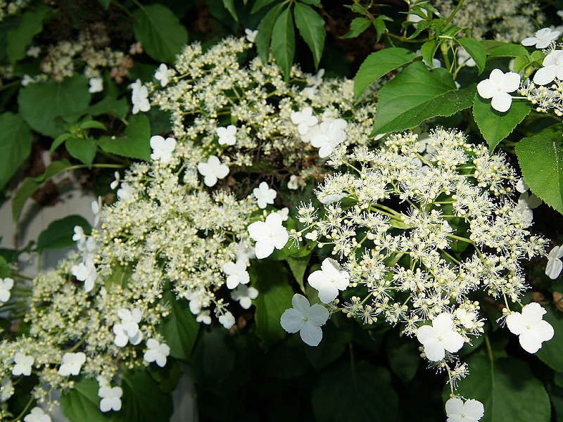 Pflanzen zur Befestigung (Hydrangea Petiolaris)